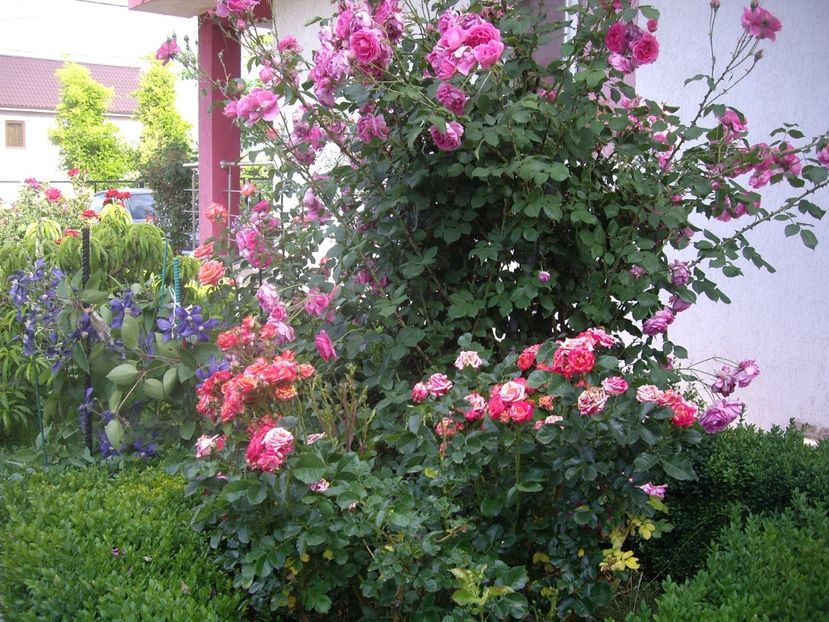 IMGP1645 - Flori si trandafiri 2018