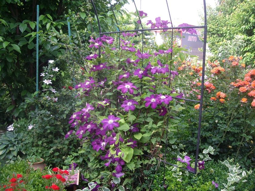 IMGP1647 - Flori si trandafiri 2018