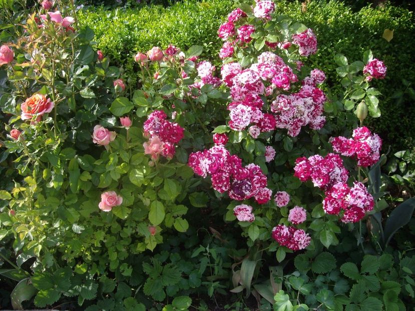 IMGP1652 - Flori si trandafiri 2018