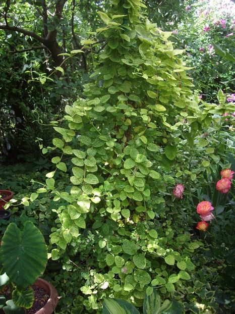 lonicera - Flori si trandafiri 2018