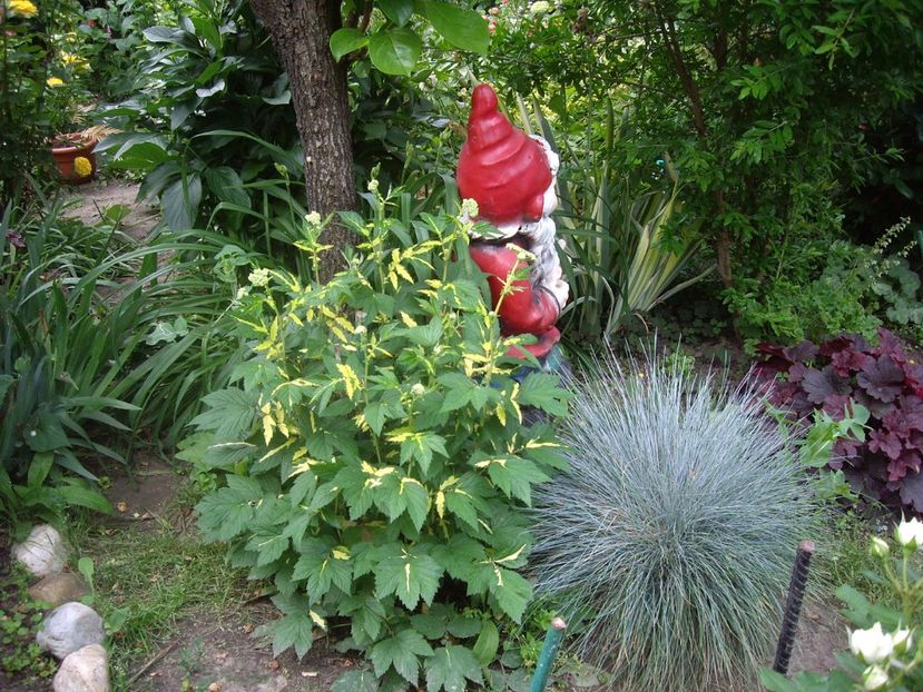 IMGP1687 - Flori si trandafiri 2018