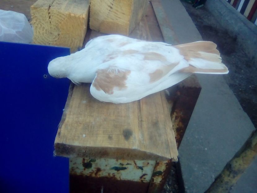  - PIERDERI  CAZATORI