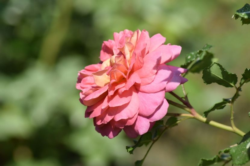  - Christopher Marlowe