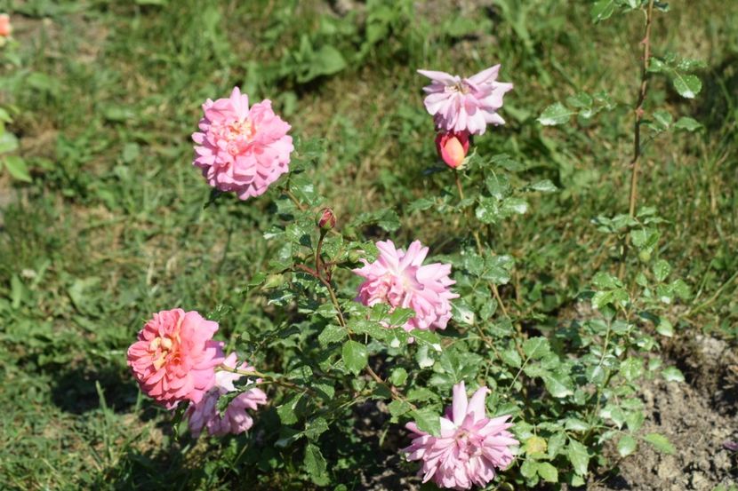  - Christopher Marlowe