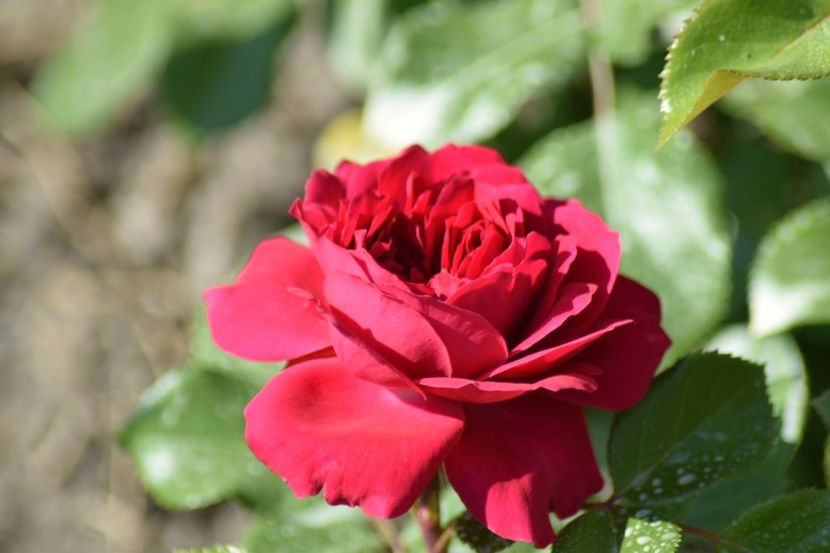  - Red Leonardo da Vinci