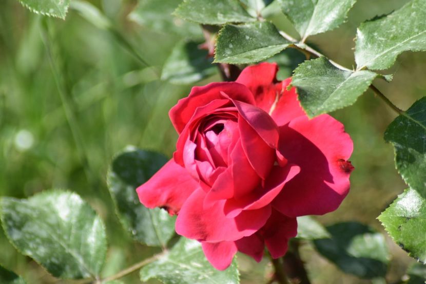  - Red Leonardo da Vinci