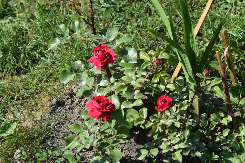  - Red Leonardo da Vinci