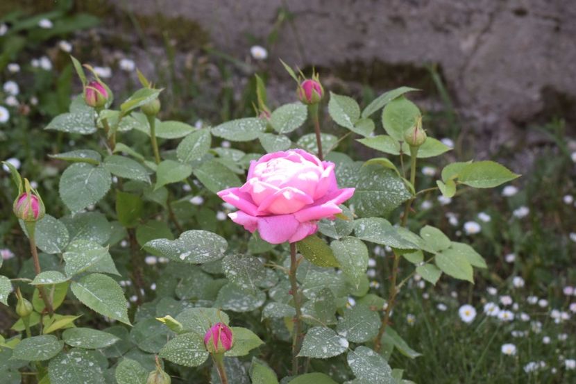  - Comtesse Cecile de Chabrillant