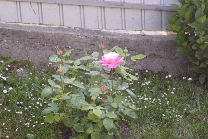  - Comtesse Cecile de Chabrillant