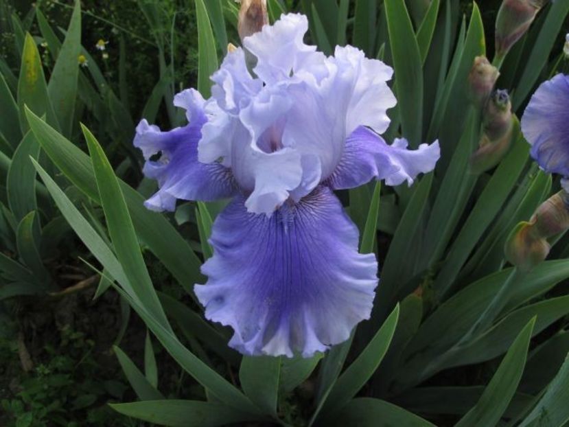 ascent of angels_1090 - IRIS GERMANICA DE VANZARE 2018