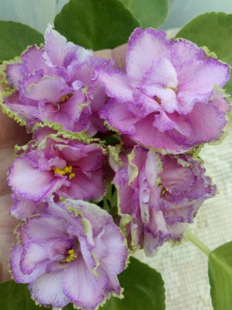 1 iunie - ZZ Georgia