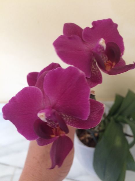  - Orhidee