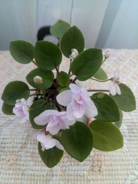 1 iunie - ZZ Rob s Boolaroo