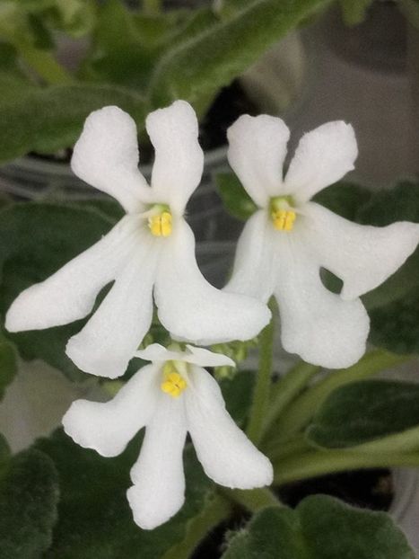 24 mai - ZZ Lunar Lily White