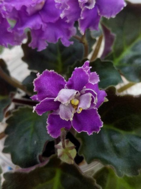 24 mai - ZZ RS Barkhatnyi Nariad trail sport