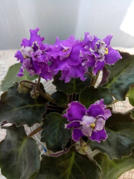 24 mai - ZZ RS Barkhatnyi Nariad trail sport