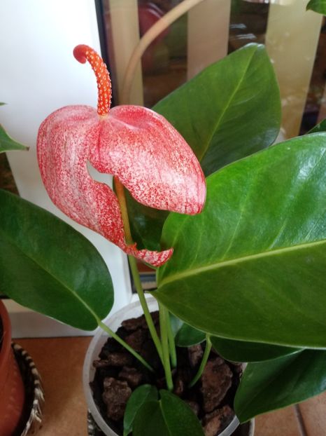 Anthurium Scherzerianum mini orange - Anthurium - Floarea Flamingo