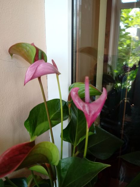 Anthurium Lilas roz - Anthurium - Floarea Flamingo