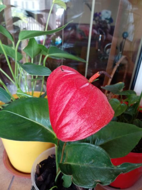 Anthurium Scherzerianum mini coral - Anthurium - Floarea Flamingo