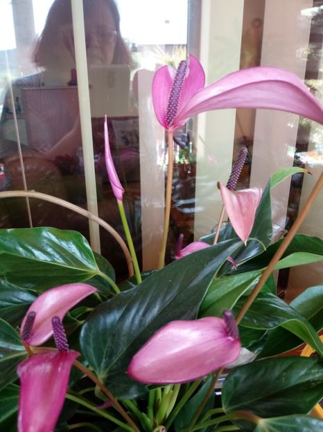 Anthurium Fiorino Mov - Anthurium - Floarea Flamingo