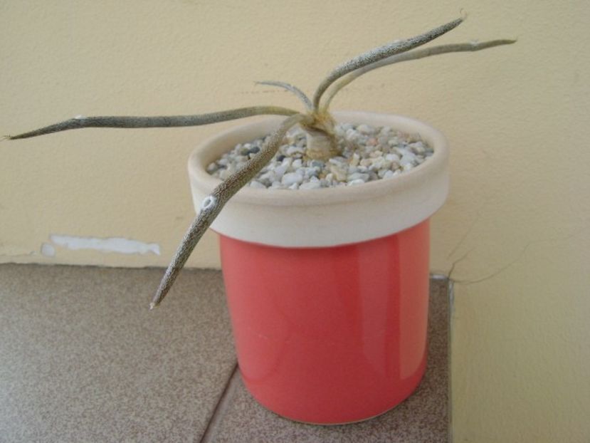 Astrophytum (Digitostigma) caput-medusae - Cactusi 2018 bis