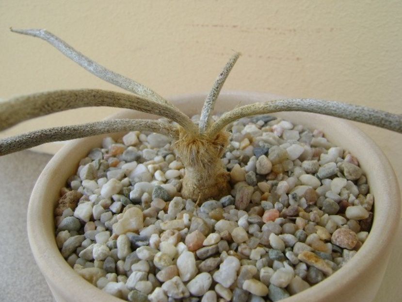 Astrophytum (Digitostigma) caput-medusae - Cactusi 2018 bis