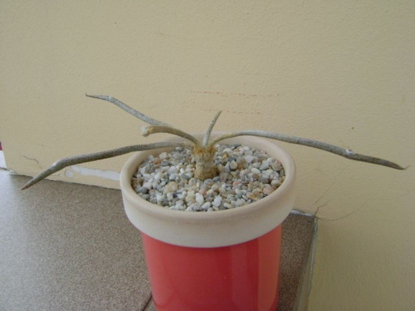 Astrophytum (Digitostigma) caput-medusae - Cactusi 2018 bis