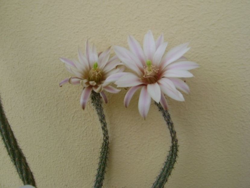 Wilcoxia leucantha albiflora - Cactusi 2018 bis