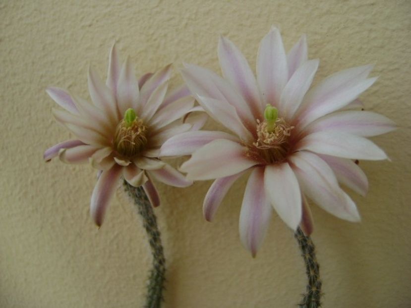 Wilcoxia leucantha albiflora - Cactusi 2018 bis