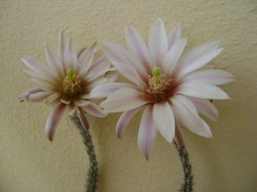 Wilcoxia leucantha albiflora - Cactusi 2018 bis