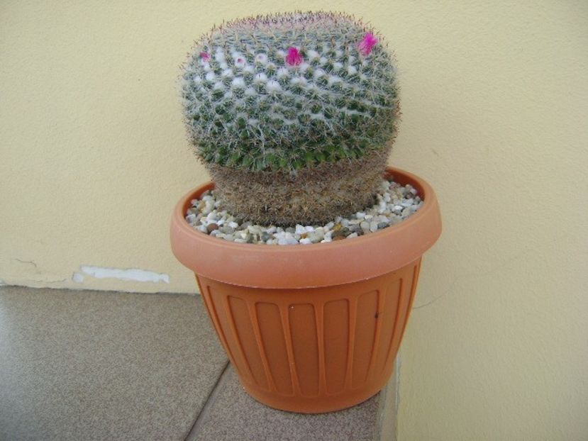 Mammillaria hahniana - Cactusi 2018 bis