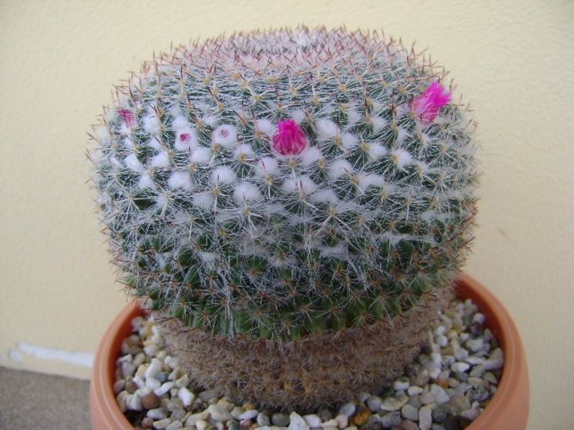 Mammillaria hahniana - Cactusi 2018 bis