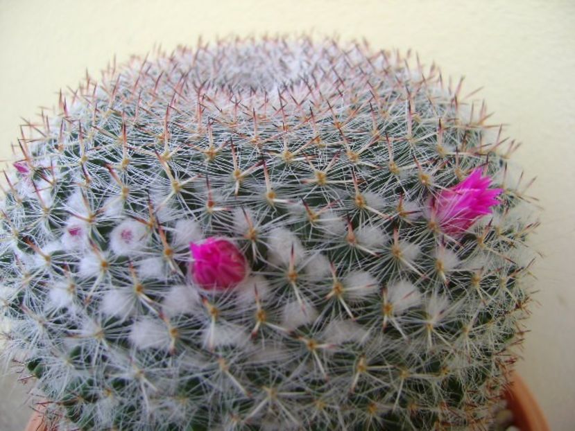 Mammillaria hahniana - Cactusi 2018 bis