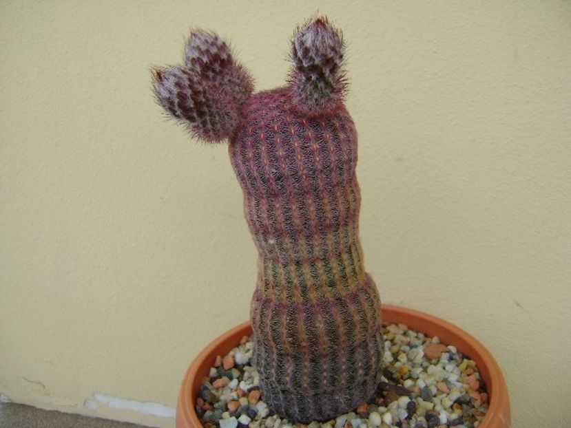 Echinocereus rigidissimus v. rubispinus - Cactusi 2018 bis