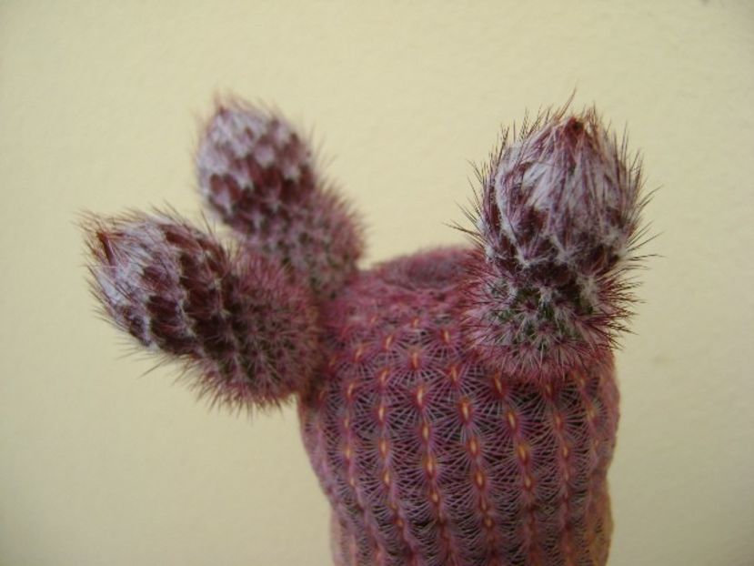 Echinocereus rigidissimus v. rubispinus - Cactusi 2018 bis