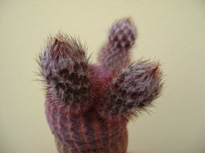 Echinocereus rigidissimus v. rubispinus - Cactusi 2018 bis