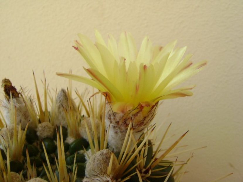 Notocactus mammulosus (Parodia mammulosa) - Cactusi 2018 bis