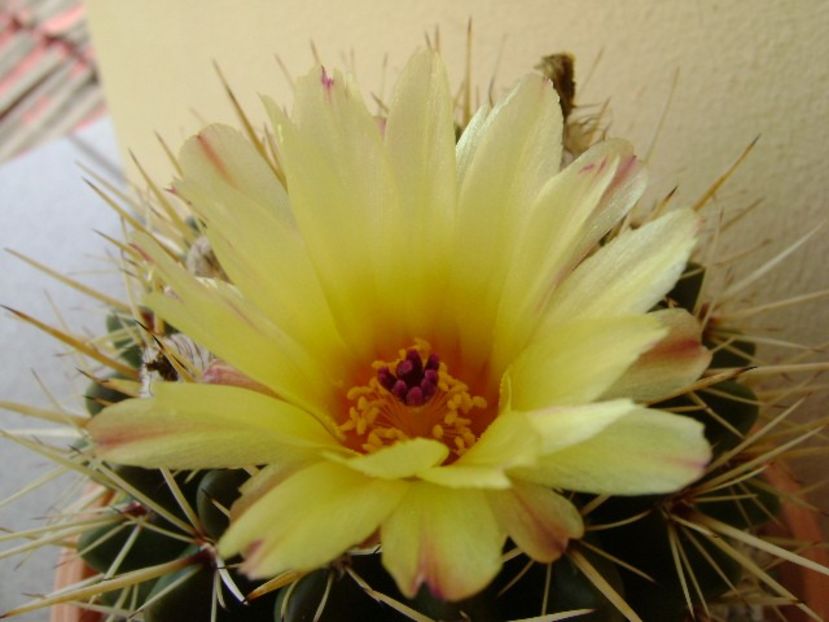 Notocactus mammulosus (Parodia mammulosa) - Cactusi 2018 bis