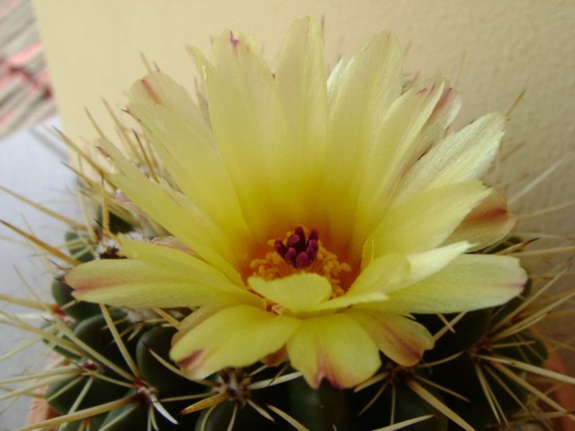 Notocactus mammulosus (Parodia mammulosa) - Cactusi 2018 bis