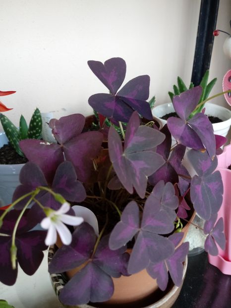 OxalisTriangularis - Diverse flori