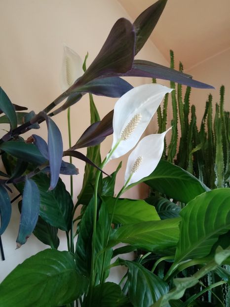 SpathiphyllumWallisii - Diverse flori