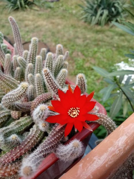 Chamaecereus Sylvestris- Peanut Cactus - Cactusi