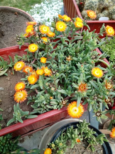 Delosperma - Delosperma-Lampranthus