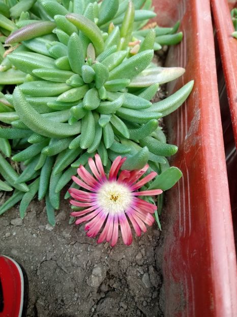 Delosperma - Delosperma-Lampranthus