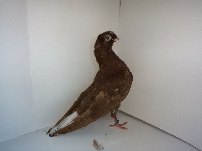 6999_1  2018 - pui 2018 BM