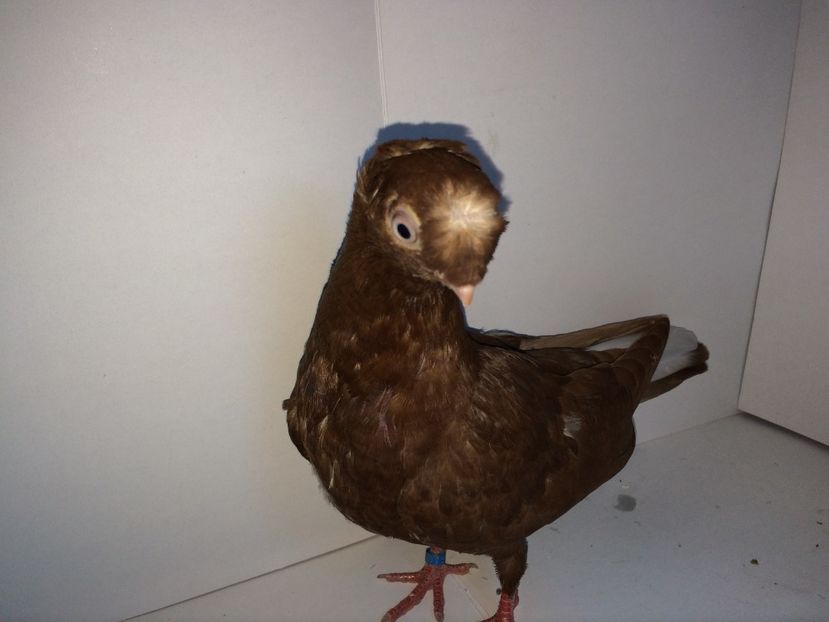 6999_3  2018 - pui 2018 BM