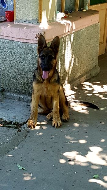 Max 5 luni - Ciobanesc German