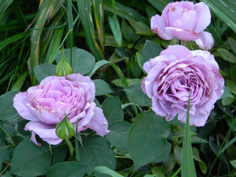 Love song - Trandafiri 2018