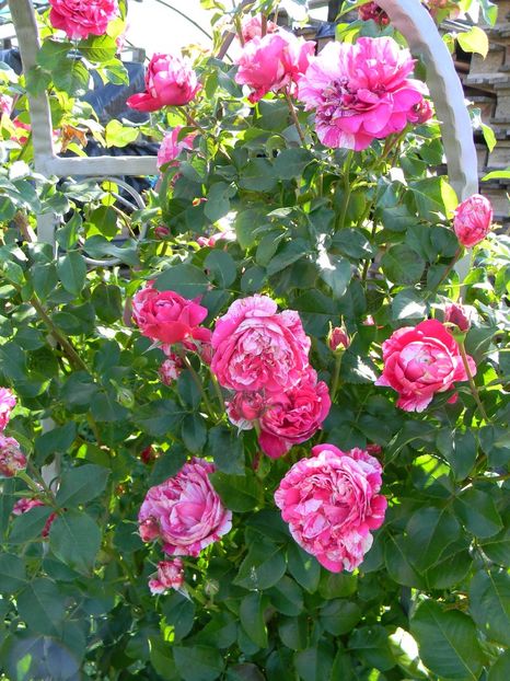  - Trandafiri urcatori 2018