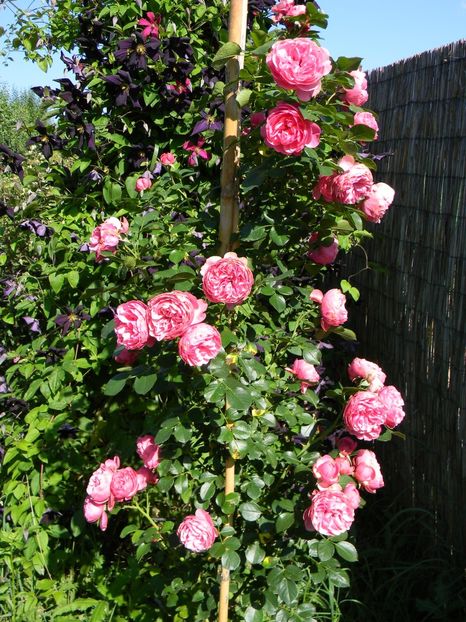  - Trandafiri urcatori 2018